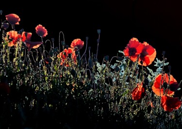 Fotografie getiteld "fleurs rouges 24" door Aquartistiq, Origineel Kunstwerk, Digitale fotografie