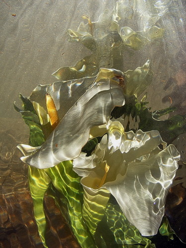 Photography titled "arums aqua." by Aquartistiq, Original Artwork, Digital Photography