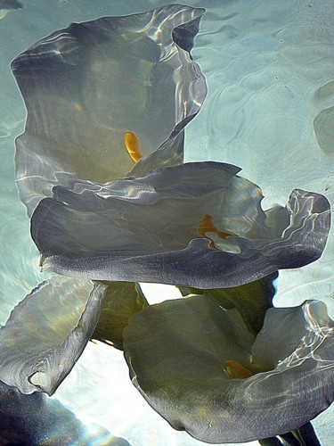 Fotografie getiteld "4 arums" door Aquartistiq, Origineel Kunstwerk, Film fotografie