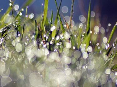 Photographie intitulée "gouttes  herbe" par Aquartistiq, Œuvre d'art originale, Photographie numérique