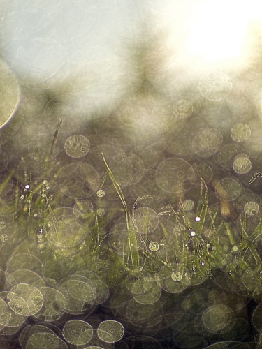 Fotografia intitulada "herbe humide" por Aquartistiq, Obras de arte originais, Fotografia digital