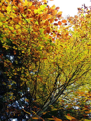 Photographie intitulée "couleurs d'automne." par Aquartistiq, Œuvre d'art originale, Photographie numérique