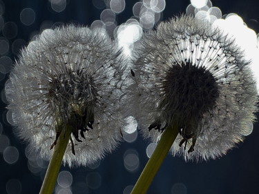 Photographie intitulée "volatiles.." par Aquartistiq, Œuvre d'art originale, Photographie numérique