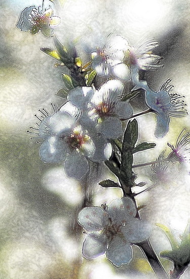 Photography titled "cerisier en fleurs" by Aquartistiq, Original Artwork, Digital Photography