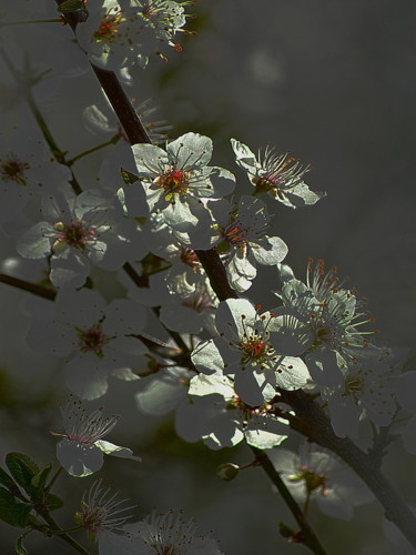 Photographie intitulée "fleurs blanches." par Aquartistiq, Œuvre d'art originale, Photographie numérique