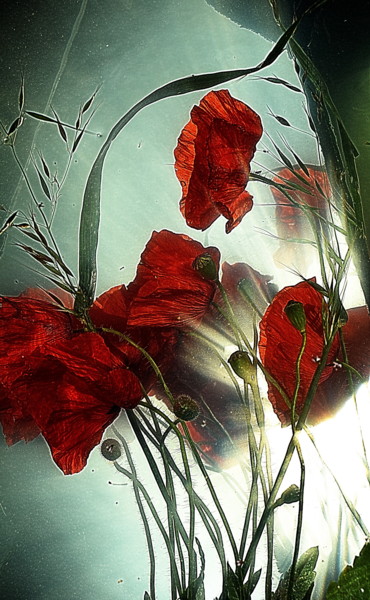 제목이 "ombres rouges.."인 사진 Aquartistiq로, 원작, 디지털