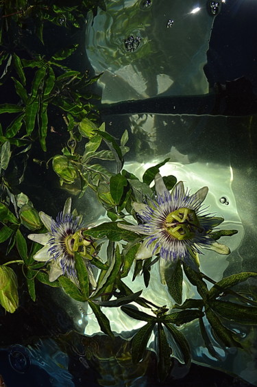 Photographie intitulée "fleurs et passion" par Aquartistiq, Œuvre d'art originale, Photographie numérique