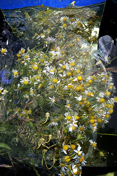 Φωτογραφία με τίτλο "bouquet de camomille" από Aquartistiq, Αυθεντικά έργα τέχνης, Ψηφιακή φωτογραφία