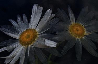 Photographie intitulée "..marguerites." par Aquartistiq, Œuvre d'art originale, Photographie numérique