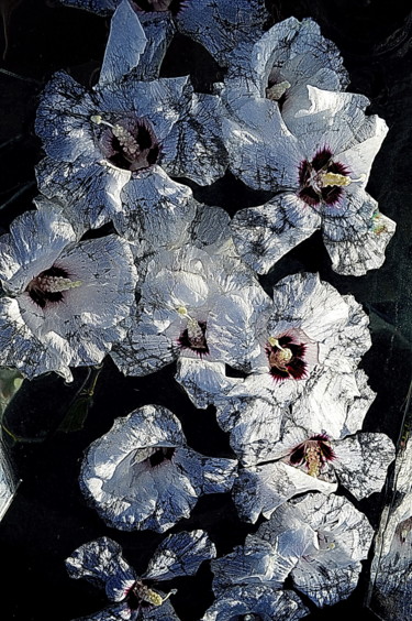 Photographie intitulée "fleurs blanches" par Aquartistiq, Œuvre d'art originale, Photographie numérique