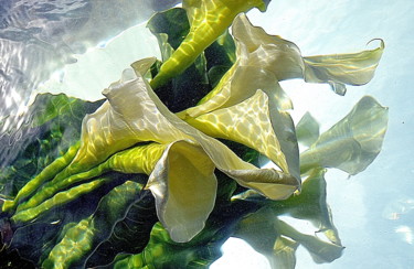 Fotografia zatytułowany „bouquet vert et bla…” autorstwa Aquartistiq, Oryginalna praca, Fotografia cyfrowa