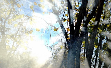 Photographie intitulée "bois brouillard" par Aquartistiq, Œuvre d'art originale, Photographie numérique