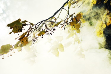 Photographie intitulée "feuilles et brouill…" par Aquartistiq, Œuvre d'art originale, Photographie numérique