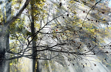 Photographie intitulée "ombres et arbres" par Aquartistiq, Œuvre d'art originale, Photographie numérique