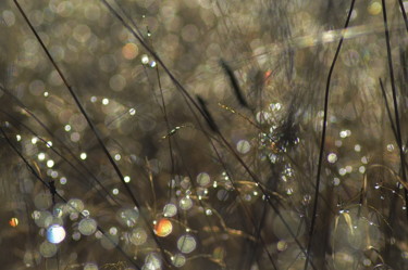 Photographie intitulée "herbe et. eau" par Aquartistiq, Œuvre d'art originale, Photographie numérique