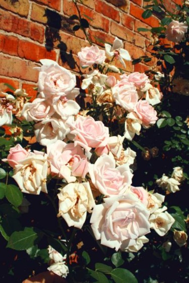 Фотография под названием "Увядающие розы." - Табачковская, Подлинное произведение искусства