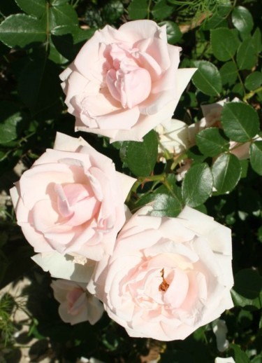 Фотография под названием "Белые розы." - Табачковская, Подлинное произведение искусства