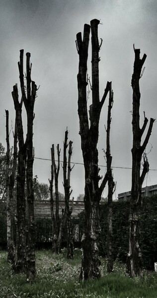 Photographie intitulée "Urban wood" par Arciuli Vito (Bigboh), Œuvre d'art originale, Photographie numérique
