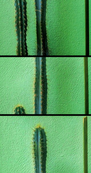 Fotografia intitolato "Cactus puzzle" da Arciuli Vito (Bigboh), Opera d'arte originale, Fotografia manipolata