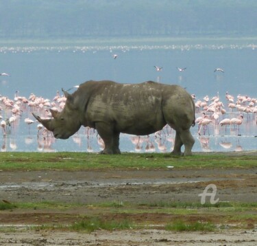 Photographie intitulée "Rhino" par Marina Argentini, Œuvre d'art originale