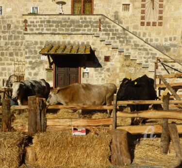 Photographie intitulée "La maison des vaches" par Marina Argentini, Œuvre d'art originale