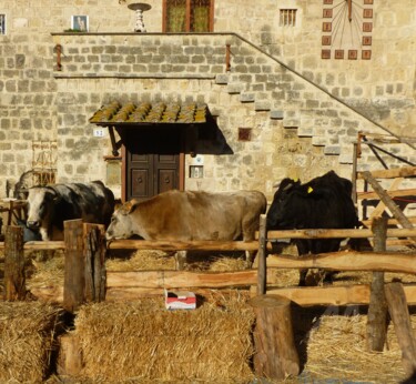 La maison des vaches Photographie intitulée "La maison des vaches" par Marina Argentini, Œuvre d'art originale