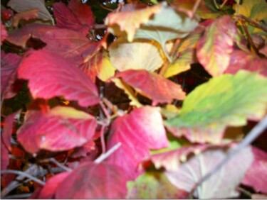 Фотография под названием "Осень.Листья калины…" - Ariadna, Подлинное произведение искусства