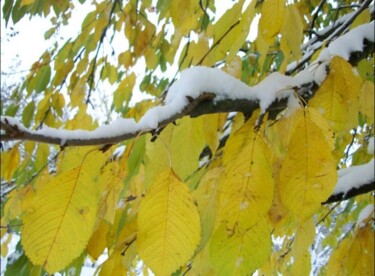 Фотография под названием "Сніг на листі.." - Ariadna, Подлинное произведение искусства