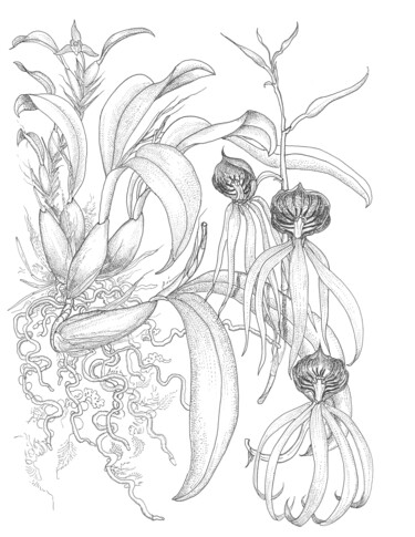 Drawing titled "encyclia cochleata…" by Ariel Valencia Navarro, Original Artwork, Ink