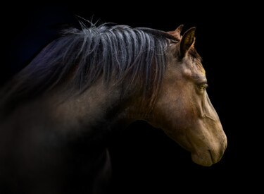 Fotografia intitulada "Horse head profile" por Arija Paikule, Obras de arte originais, Fotografia Manipulada