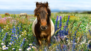 Photography titled "Pony in a blooming…" by Arija Paikule, Original Artwork, Manipulated Photography
