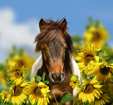 Fotografia intitolato "Pony animal portrai…" da Arija Paikule, Opera d'arte originale, Fotografia manipolata