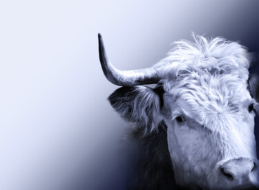 Photography titled "Cow, bull horned po…" by Arija Paikule, Original Artwork, Manipulated Photography