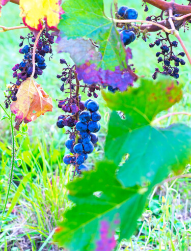 Fotografía titulada "Grappe de Merlot" por Vincent Arin, Obra de arte original, Fotografía digital