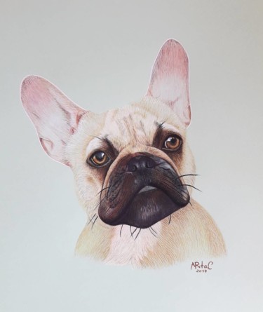 Drawing titled "Retrato de Cão" by Aritac Desenhos, Original Artwork, Pencil