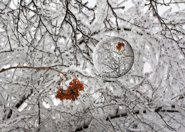 Fotografie getiteld "Зимняя рябина." door Arkadii Smirnov, Origineel Kunstwerk, Digitale fotografie