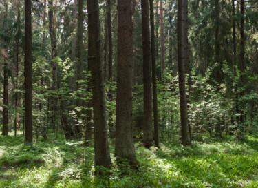 Fotografia intitolato "Forest, Summer" da Arkady Gude, Opera d'arte originale