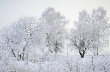 Photography titled "Snow and trees, win…" by Arkady Gude, Original Artwork