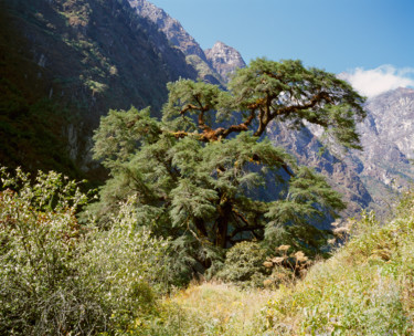 Fotografia zatytułowany „Tree in the Mountai…” autorstwa Arkady Gude, Oryginalna praca