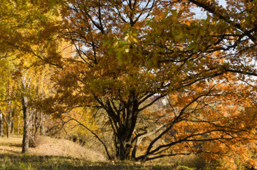 Fotografia intitolato "Autumn. Oak in yell…" da Arkady Gude, Opera d'arte originale