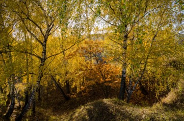 Fotografia intitolato "Autumn, birch trees…" da Arkady Gude, Opera d'arte originale