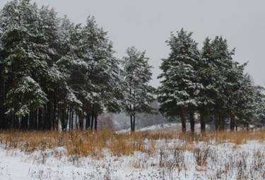 「Winter mood. Pine f…」というタイトルの写真撮影 Arkady Gudeによって, オリジナルのアートワーク