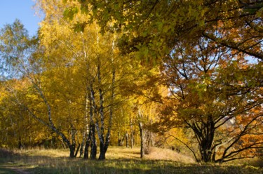 Photographie intitulée "Autumn, Trees in th…" par Arkady Gude, Œuvre d'art originale