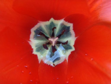 Photographie intitulée "Coeur de tulipe" par Mandoushoot, Œuvre d'art originale