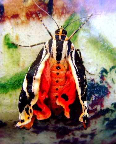Photographie intitulée "Papillon" par Mandoushoot, Œuvre d'art originale