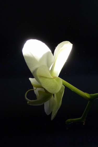 Photographie intitulée "Orchidée" par Mandoushoot, Œuvre d'art originale