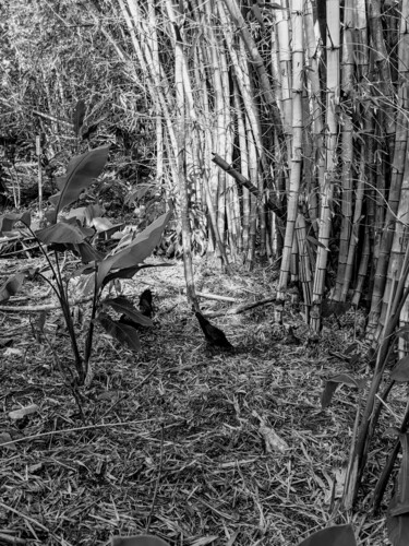 Fotografia intitolato "Bamboo" da Armen Ghazayran (Nem), Opera d'arte originale, fotografia a pellicola