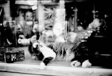 Photographie intitulée "Fantastic cat" par Arnaud Dubois, Œuvre d'art originale, Photographie argentique