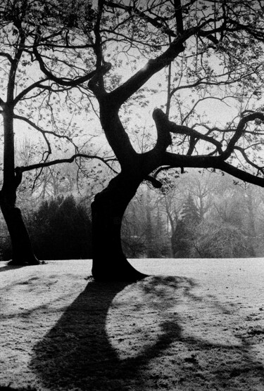 Photography titled "arbre fantastique" by Arnaud Dubois, Original Artwork, Analog photography