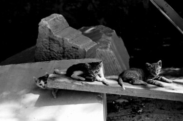 Photographie intitulée "Agora chats" par Arnaud Dubois, Œuvre d'art originale, Photographie argentique